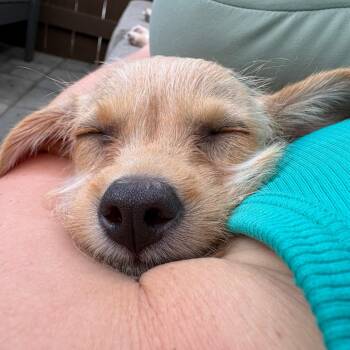Smeagol 2 -  Poodle Dog for Adoption in San Diego, California - Smeagol 2 | PetCurious