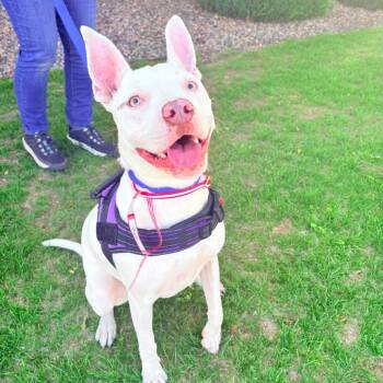 718 (2026) Marisol -  Pit Bull Terrier Dog for Adoption in Parker, Colorado - 718 (2026) Marisol | PetCurious