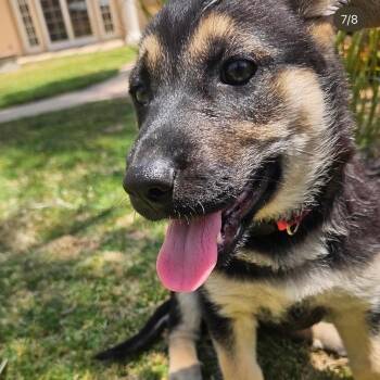 Cassie -  German Shepherd Dog Dog for Adoption in Whittier, California - Cassie | PetCurious