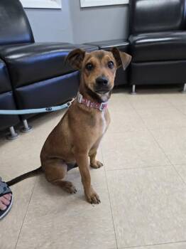 CHIQUITO -  Plott Hound and Mixed Breed Dog for Adoption in Killeen, Texas - CHIQUITO | PetCurious