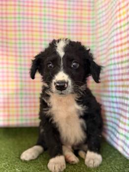 Poodle Dogs Available for Adoption in Hopkinsville, Kentucky - Baylor | PetCurious
