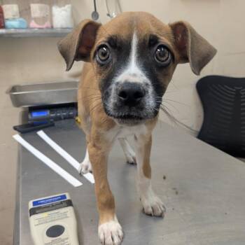 Raven -  Pit Bull Terrier Dog for Adoption in Birmingham, Alabama - Raven | PetCurious