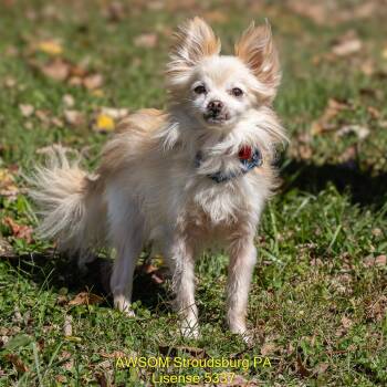 Randy -  Chihuahua Dog for Adoption in Stroudsburg, Pennsylvania - Randy | PetCurious
