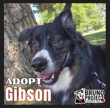 Gibson -  Bernese Mountain Dog and Border Collie Dog for Adoption in St. Catharines, Ontario - Gibson | PetCurious