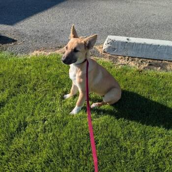 Shepherd Dogs Available for Adoption in Tacoma, Washington - Peach | PetCurious