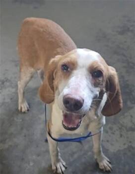 DOLLY -  Beagle and Mixed Breed Dog for Adoption in Tallahassee, Florida - DOLLY | PetCurious