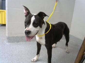 Pit Bull Terrier and Mixed Breed Dogs Available for Adoption in Pasadena, Texas - A184614 | PetCurious