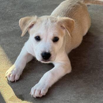 Francisco -  Labrador Retriever Dog for Adoption in San Antonio, Texas - Francisco | PetCurious