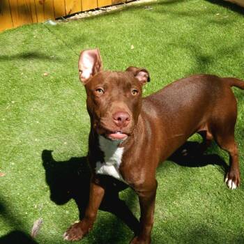 Chaos JuM -  Chocolate Labrador Retriever and Pit Bull Terrier Dog for Adoption in Austin, Texas - Chaos JuM | PetCurious