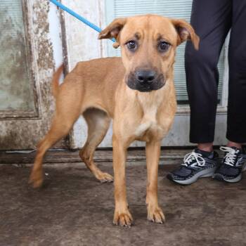 Brownie -  Mixed Breed Dog for Adoption in Saint Charles, Missouri - Brownie | PetCurious