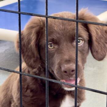 Spaniel and Mixed Breed Dogs Available for Adoption in Bradenton, Florida - Lime | PetCurious