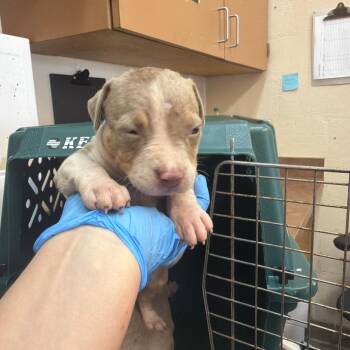 Harrison -  Pit Bull Terrier Dog for Adoption in Birmingham, Alabama - Harrison | PetCurious