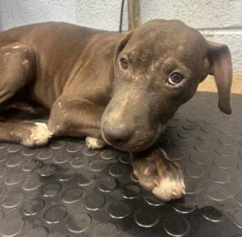 Merlin -  Mixed Breed Dog for Adoption in Chamblee, Georgia - Merlin | PetCurious