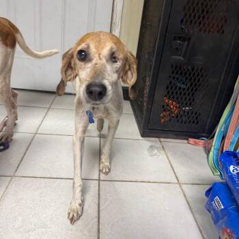 Hayden Lesley -  American Foxhound Dog for Adoption in Savannah, Georgia - Hayden Lesley | PetCurious