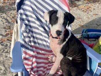 Great Dane Dogs Available for Adoption in Tampa, Florida - Bella  | PetCurious