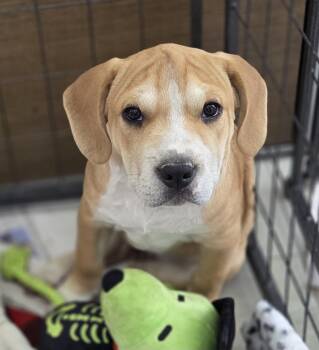 Neptune -  Hound Dog for Adoption in Hillsdale, New York - Neptune | PetCurious