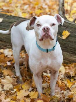 Rescue Pit Bull Terrier and Boxer Dogs for Adoption in Detroit, Michigan - Moby | PetCurious