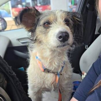 Linda-Foster Home Needed -  Shetland Sheepdog Sheltie Dog for Adoption in Hartland, Wisconsin - Linda-Foster Home Needed | PetCurious
