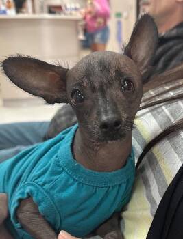 Rescue Xoloitzcuintli Mexican Hairless Dogs for Adoption in Las Vegas, Nevada - Taco Bell | PetCurious