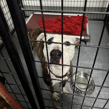 Terrier Dogs Available for Adoption in St. Louis, Missouri - Omey | PetCurious