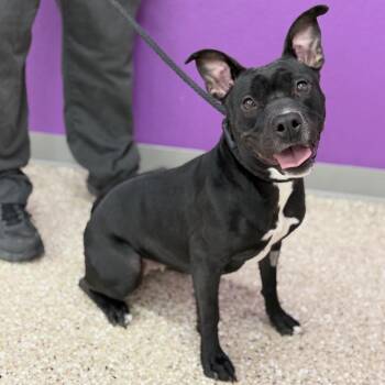 Bunnie -  American Staffordshire Terrier and Mixed Breed Dog for Adoption in Bullhead City, Arizona - Bunnie | PetCurious