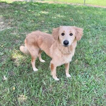 Rescue Golden Retriever and Terrier Dogs for Adoption in Carencro, Louisiana - Kobe | PetCurious