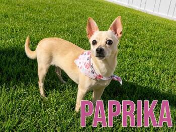 Paprika in Texarkana TX -  Chihuahua Dog for Adoption in Texarkana, Texas - Paprika In Texarkana TX | PetCurious