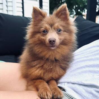 Copper -  Pomeranian Dog for Adoption - Copper | PetCurious
