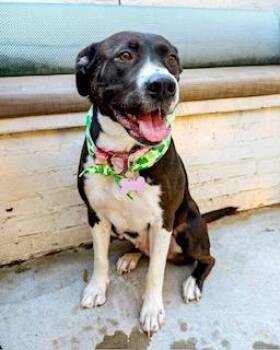 Pit Bull Terrier Dogs Available for Adoption in Charlotte, North Carolina - Peppa | PetCurious