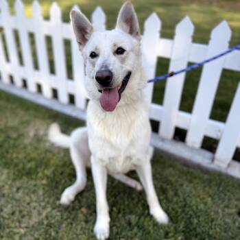 Rescue German Shepherd Dog Dogs for Adoption in Northbrook, Illinois - Krypto | PetCurious