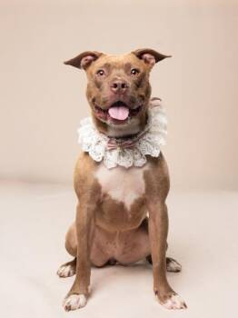 Zelda -  Pit Bull Terrier and Mixed Breed Dog for Adoption in Atlanta, Georgia - Zelda | PetCurious