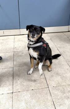 Loki -  Mixed Breed Dog for Adoption in Englewood, Florida - Loki | PetCurious