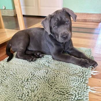 Cane Corso Dogs Available for Adoption - Adara | PetCurious