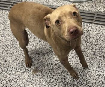 Rescue Mixed Breed Dogs for Adoption in West Chester, Pennsylvania - Gia | PetCurious