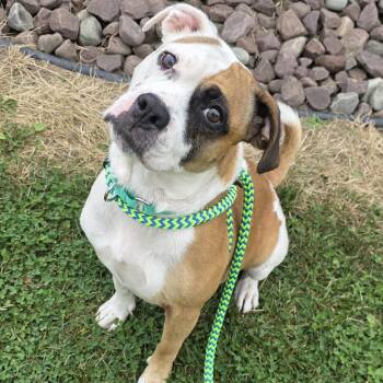 Alaska -  Boxer and Beagle Dog for Adoption in North Syracuse, New York - Alaska | PetCurious