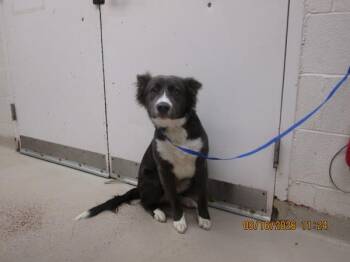 Pluto(829) -  Siberian Husky and Border Collie Dog for Adoption in Marietta, Georgia - Pluto(829) | PetCurious