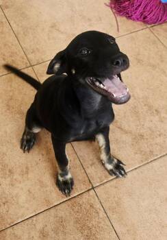 Blackie -  Labrador Retriever Dog for Adoption in Huntington, New York - Blackie | PetCurious