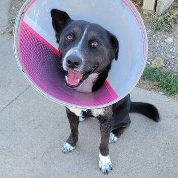 Savory -  Australian Cattle Dog Blue Heeler Dog for Adoption in Petersburg, Indiana - Savory | PetCurious