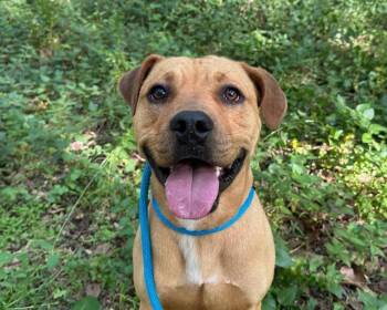 WOODY -  Labrador Retriever and Boxer Dog for Adoption in Charlotte, North Carolina - WOODY | PetCurious