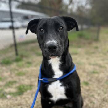 Pit Bull Terrier Dogs Available for Adoption - Steam | PetCurious