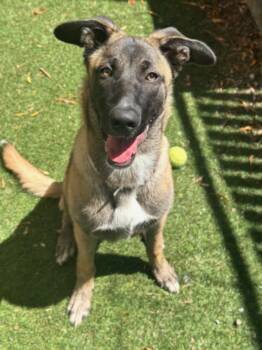 Belgian Shepherd Malinois Dogs Available for Adoption in Hayward, California - CHARDONNAY | PetCurious
