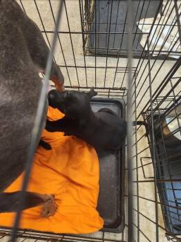 Saylor -  Plott Hound Dog for Adoption in Mobile, Alabama - Saylor | PetCurious