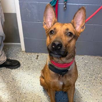 TUSC-Stray-85179_2_3 -  Shepherd and Mixed Breed Dog for Adoption in Tuscaloosa, Alabama - TUSC-Stray-85179_2_3 | PetCurious