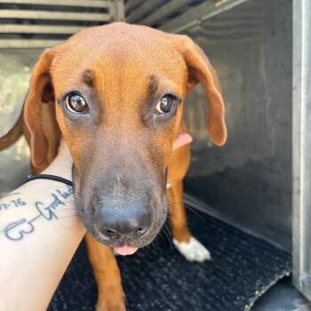 Valentina -  Mixed Breed Dog for Adoption in Saint Joseph, Missouri - Valentina | PetCurious