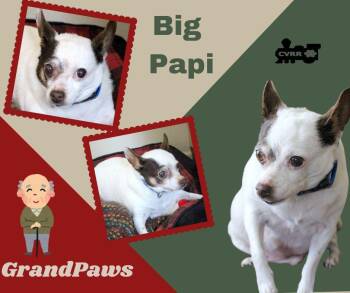 Rat Terrier Dogs Available for Adoption - Big Papi (GrandPaws) | PetCurious
