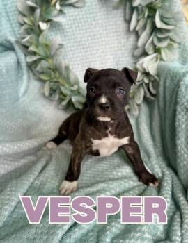 American Bully Dogs Available for Adoption in Shalimar, Florida - Vesper | PetCurious