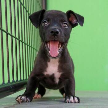 Eleanor Grace -  Mixed Breed Dog for Adoption in Bradenton, Florida - Eleanor Grace | PetCurious