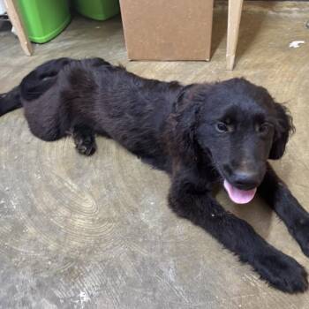 Luca -  Mixed Breed and Black Labrador Retriever Dog for Adoption in Corinth, Mississippi - Luca | PetCurious