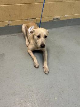 JUNE BUG -  Labrador Retriever and Mixed Breed Dog for Adoption in Tulsa, Oklahoma - JUNE BUG | PetCurious