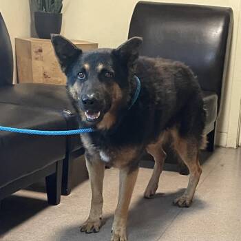 Wizard -  German Shepherd Dog Dog for Adoption in Pasadena, California - Wizard | PetCurious